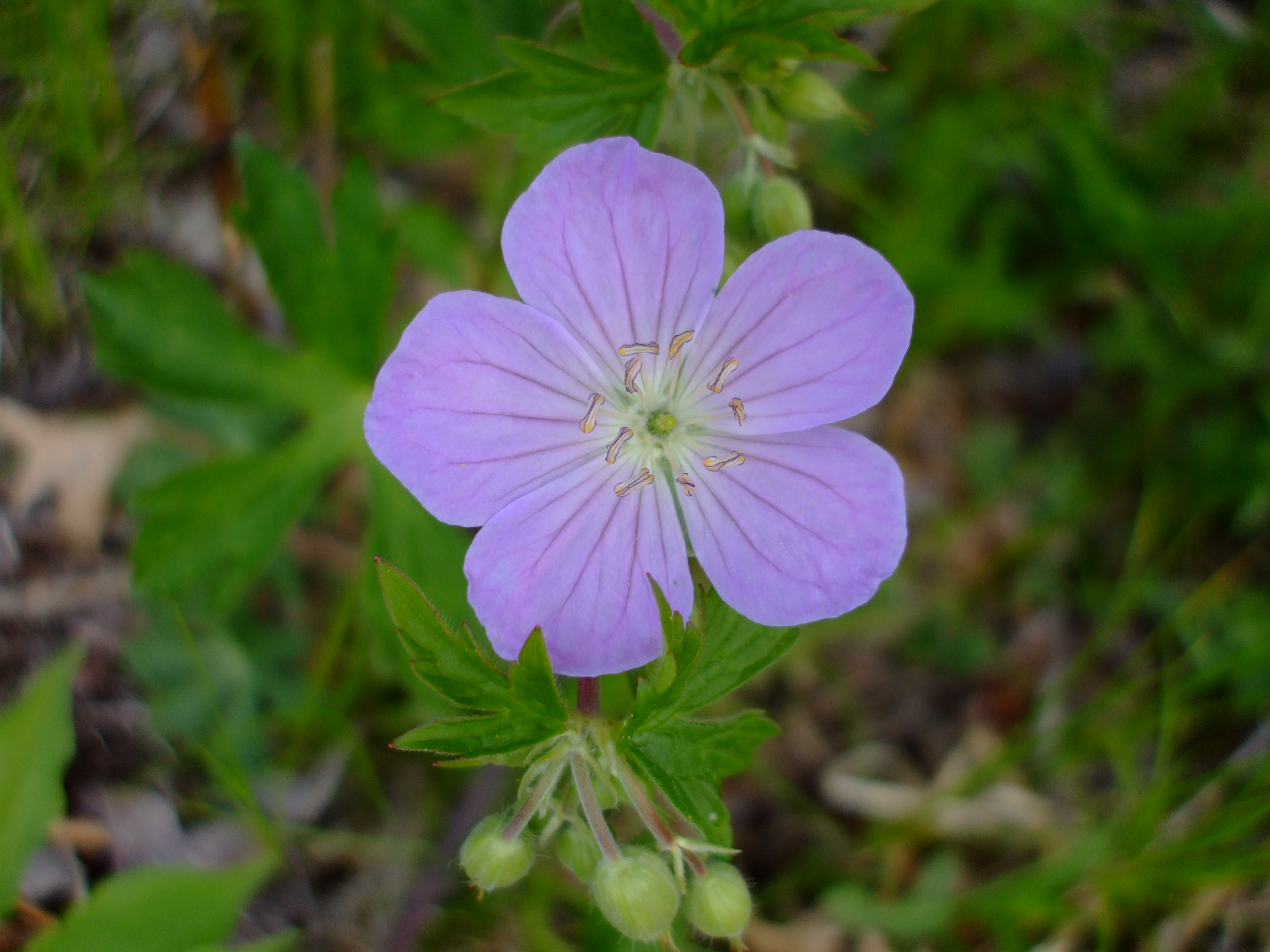 Geranium maculatum